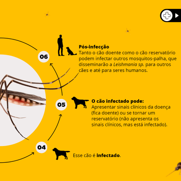 Coleira Antiparasitária Scalibor Cães Grandes (G)